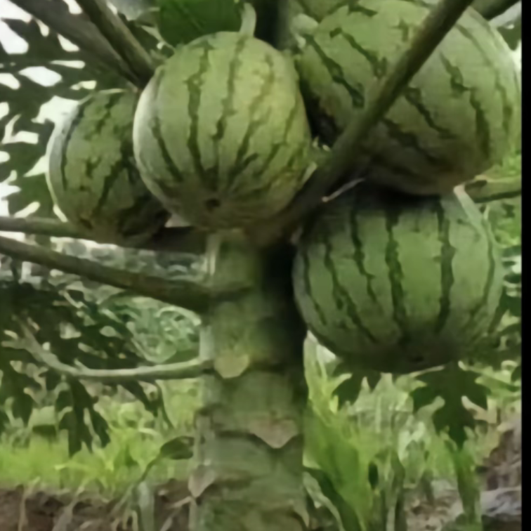随便逛逛🌲海报