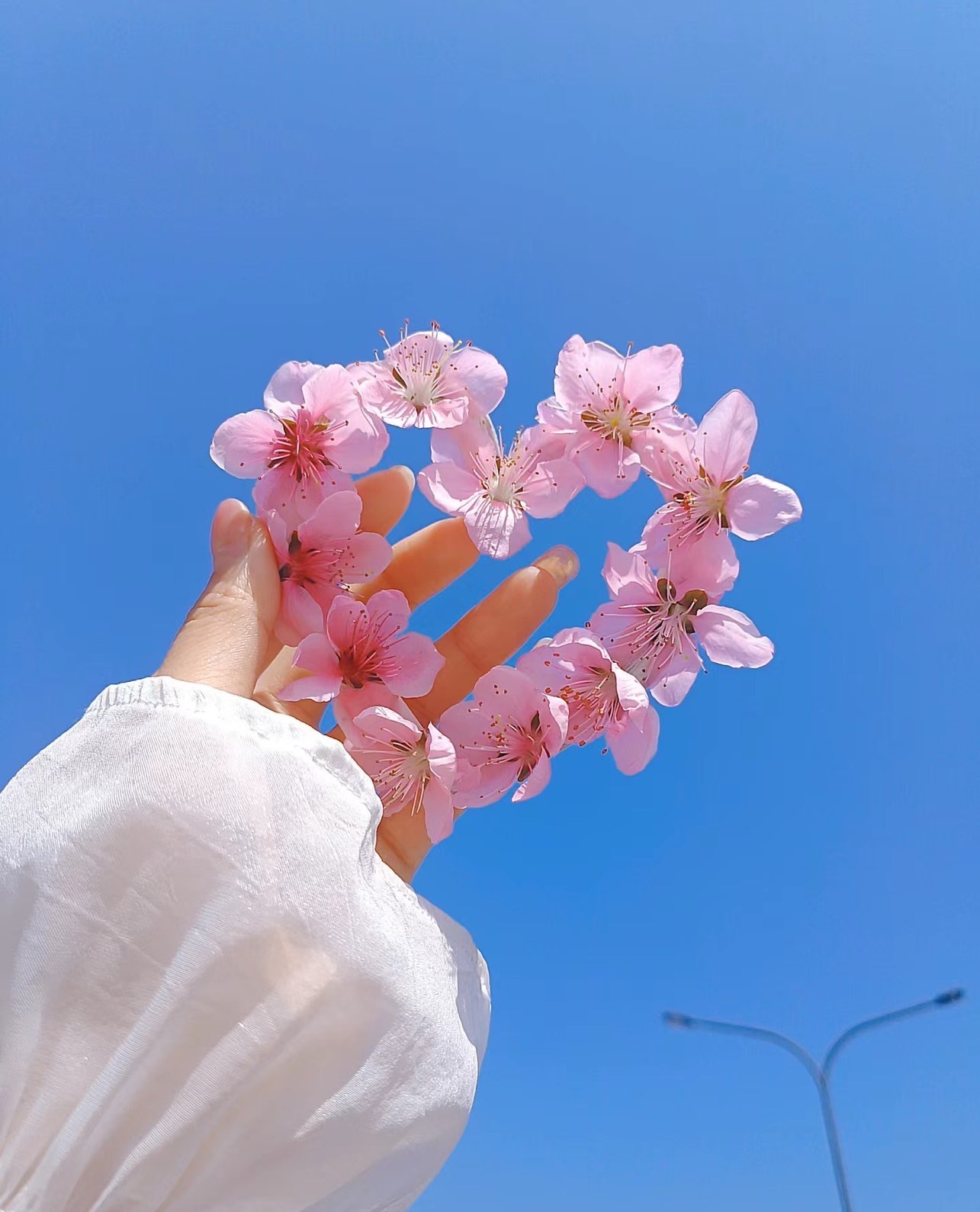 櫻桃紅了-??主播圖片