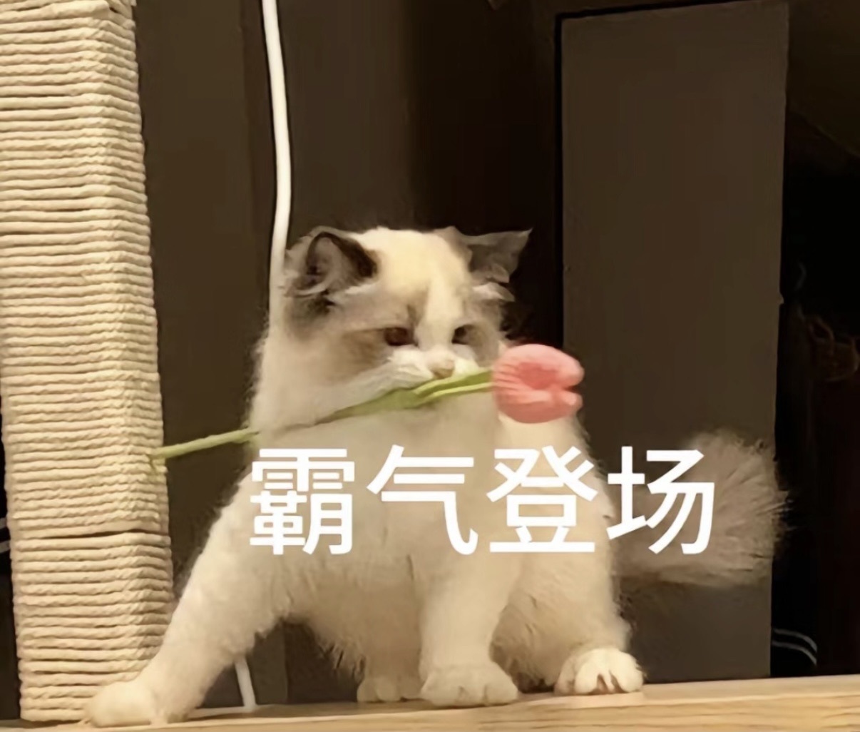 云浅浅koi💗的图片