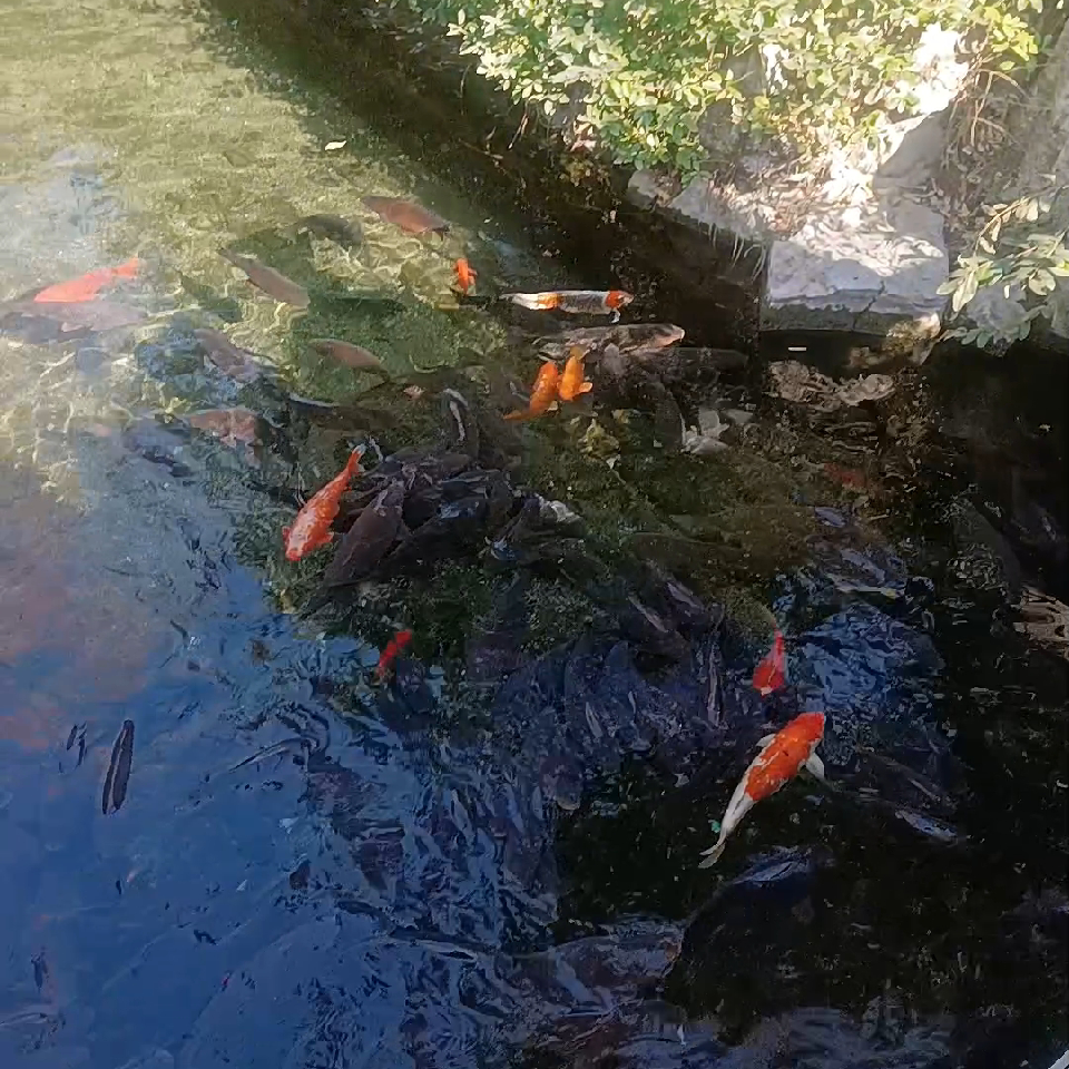 宠萍儿海报