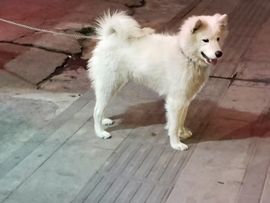 汪圩小胖哥主播照片