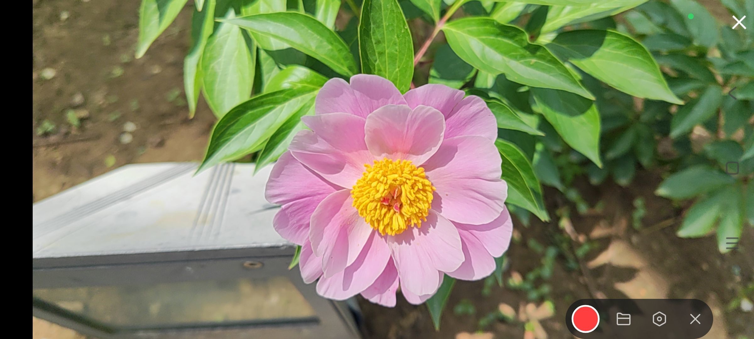 婷婷💕感恩有你陪伴的图片