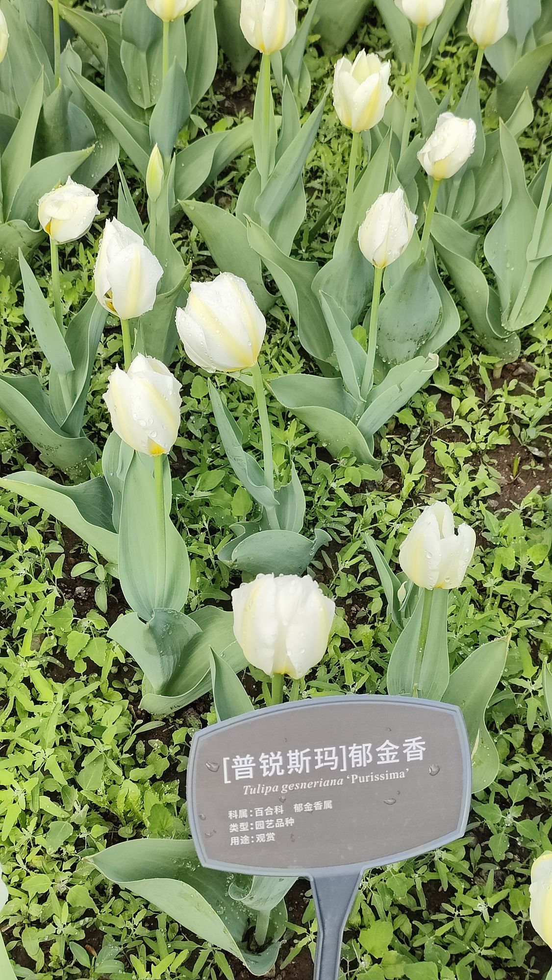 枯荷@听雨的图片