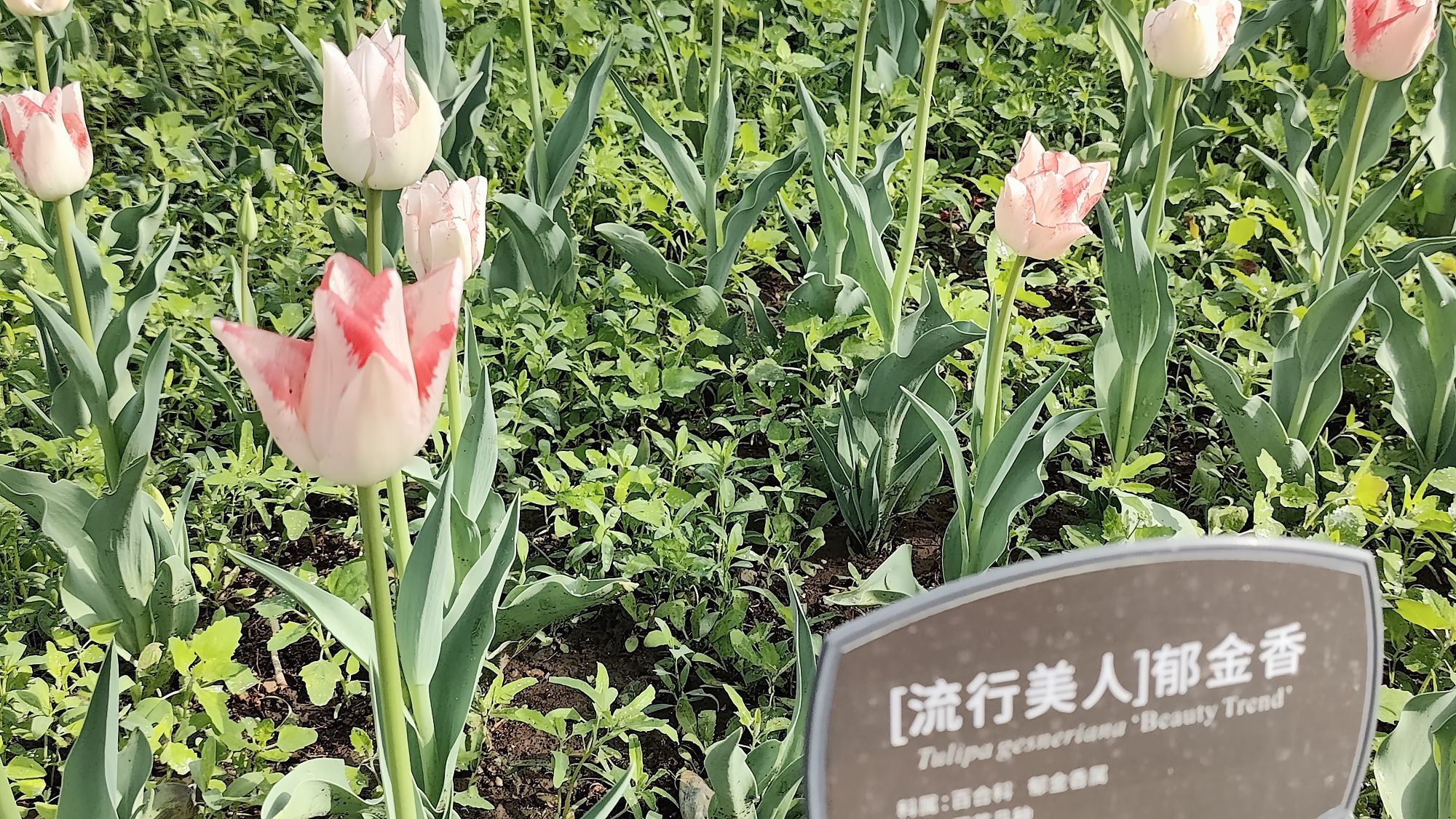 枯荷@听雨的图片