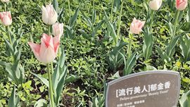 枯荷@听雨主播照片