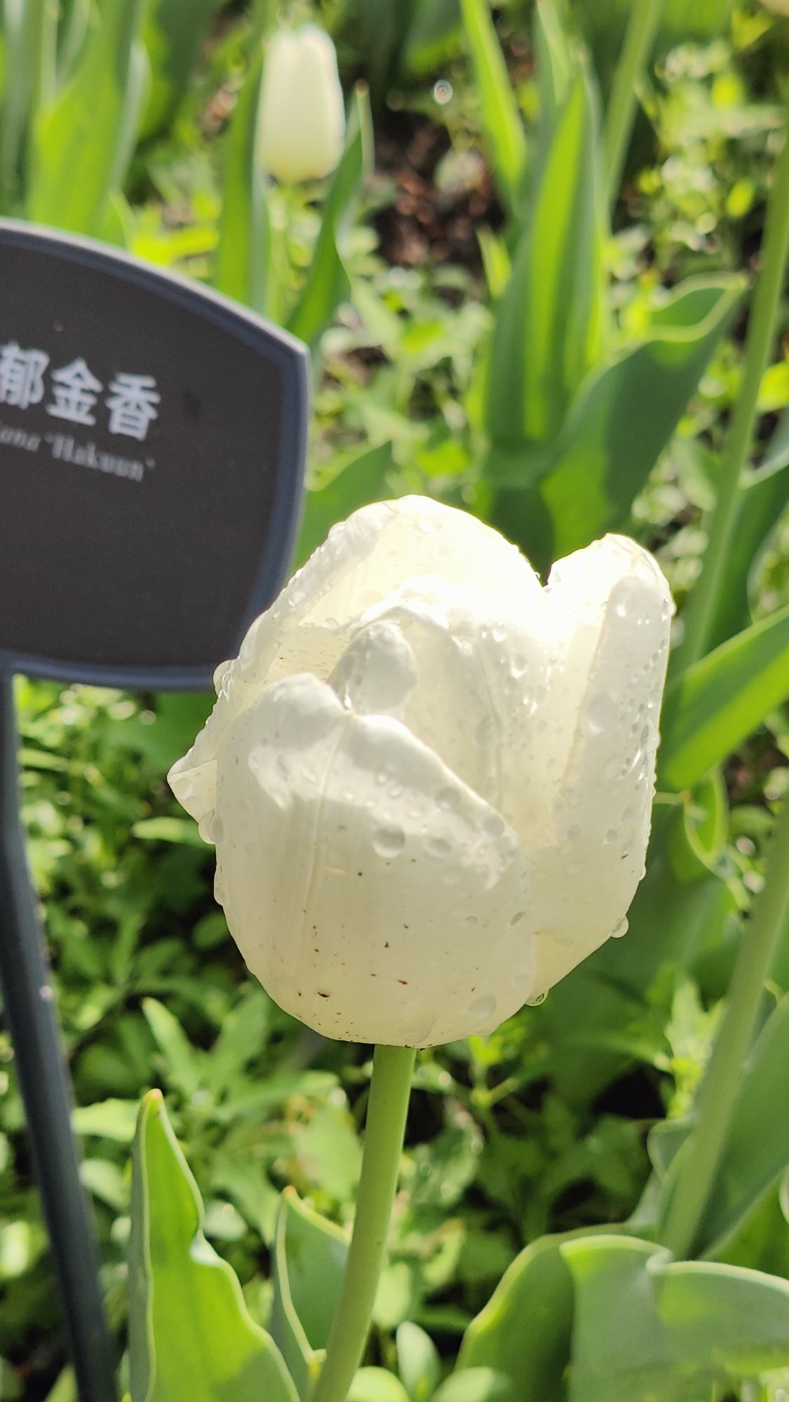 枯荷@听雨的图片