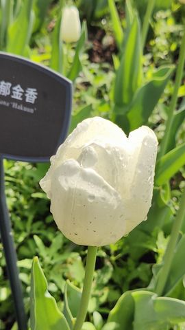 枯荷@听雨的图片