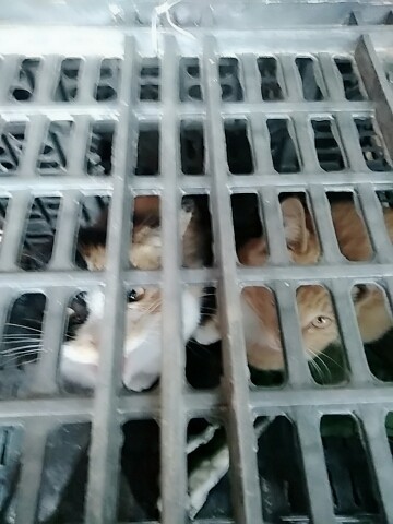 つ留青つ的图片