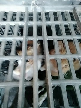 ╰つ留青╰ゞ主播照片