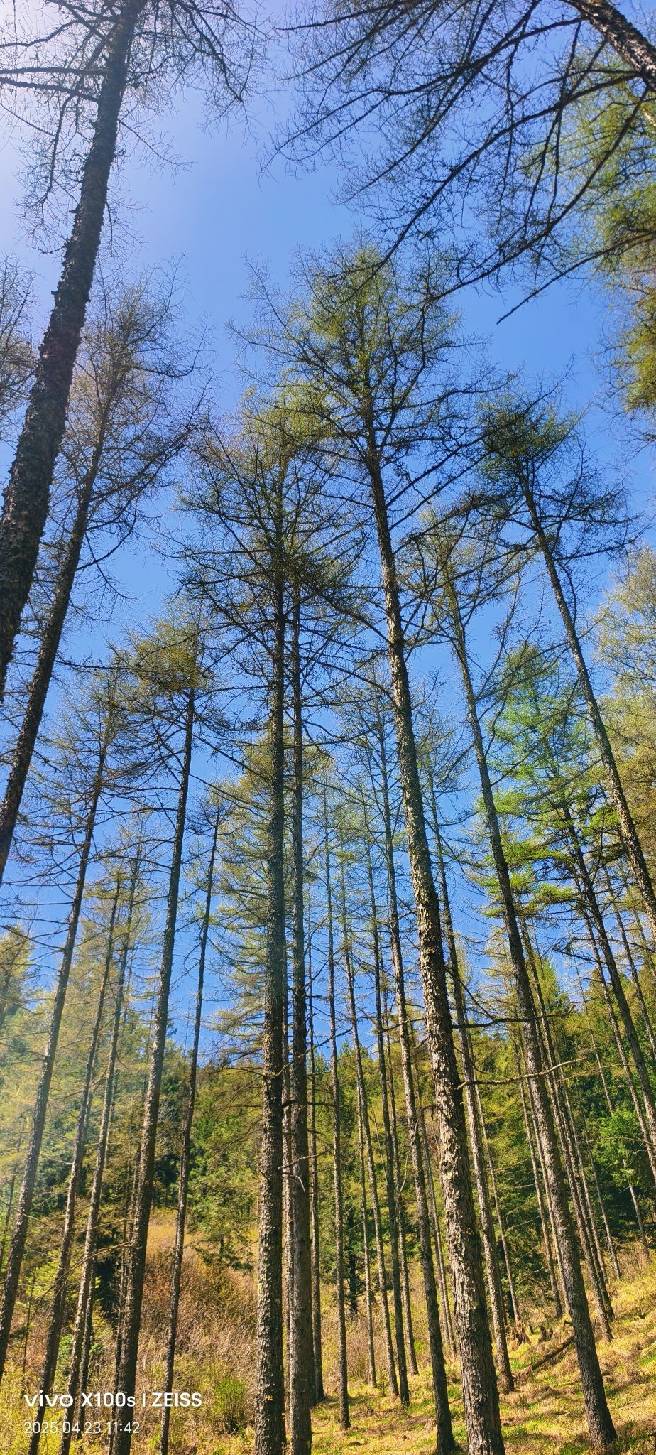 妞妞骑行全国的图片