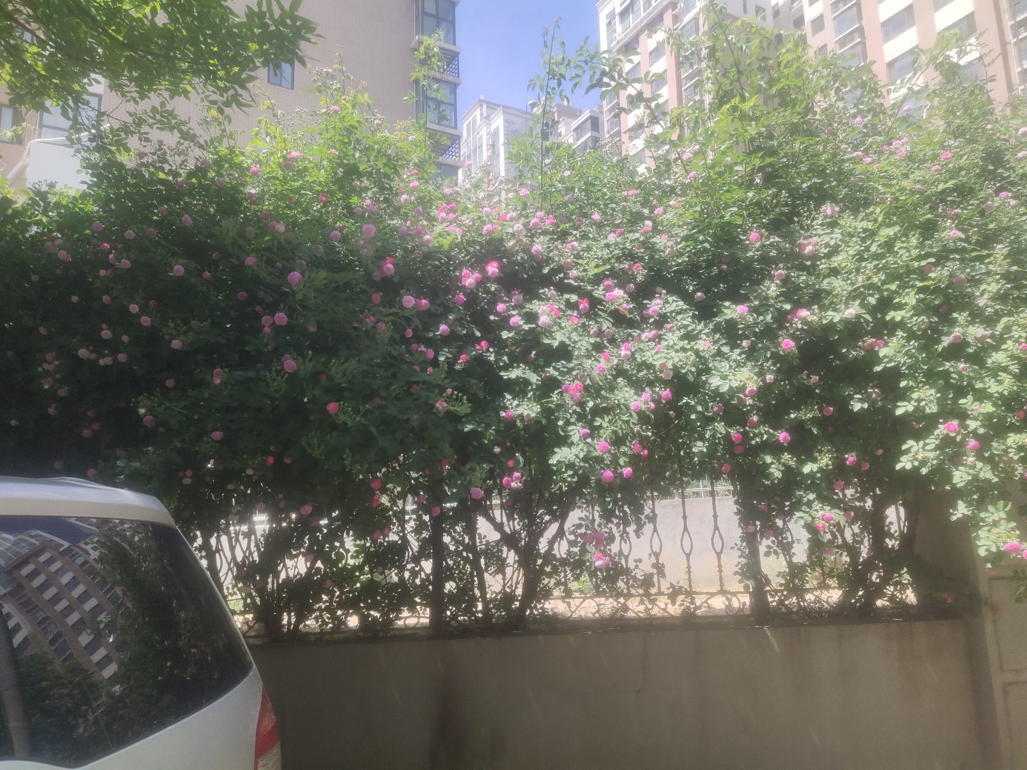 陶陶笛主播图片