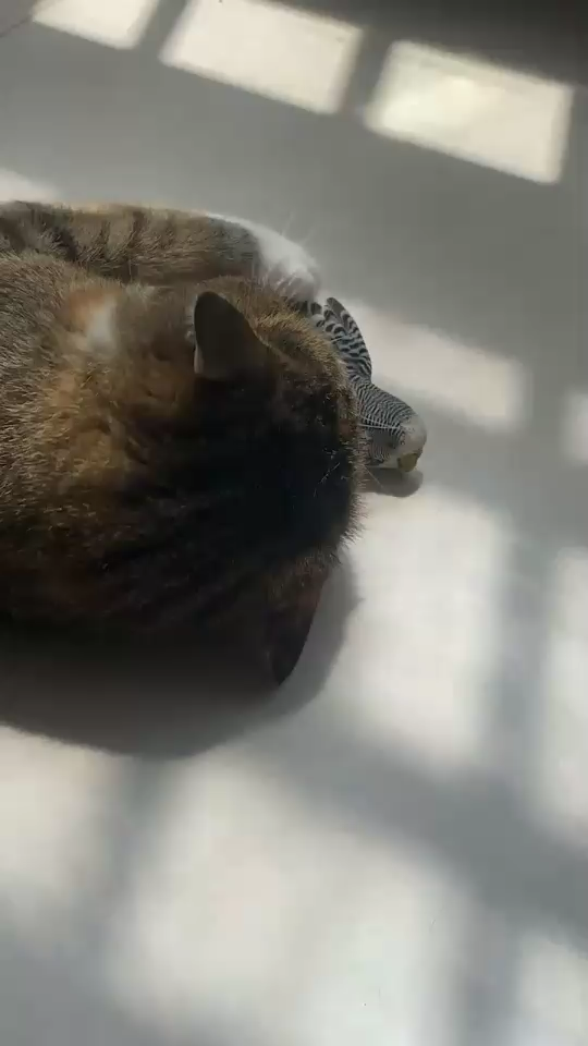 餓了
