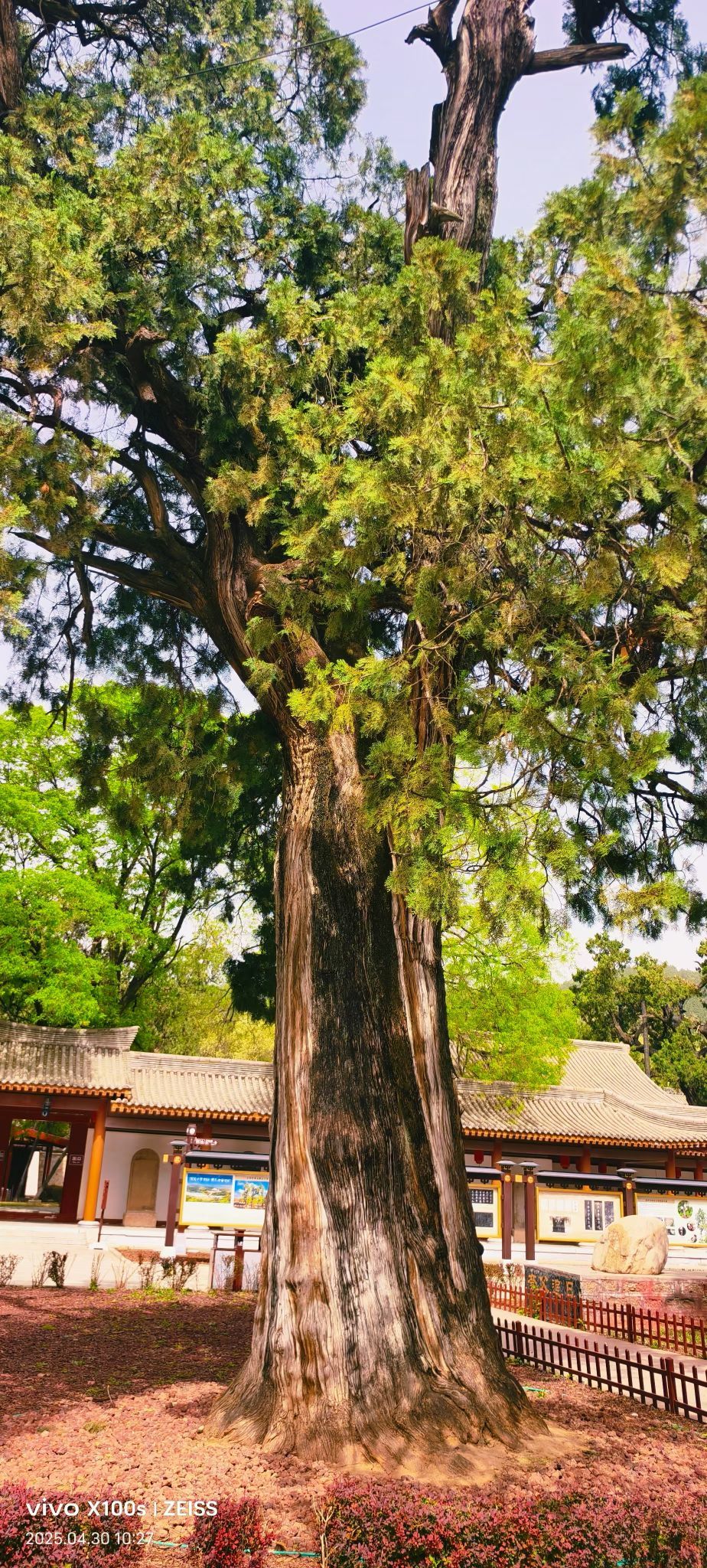 妞妞騎行全國主播圖片