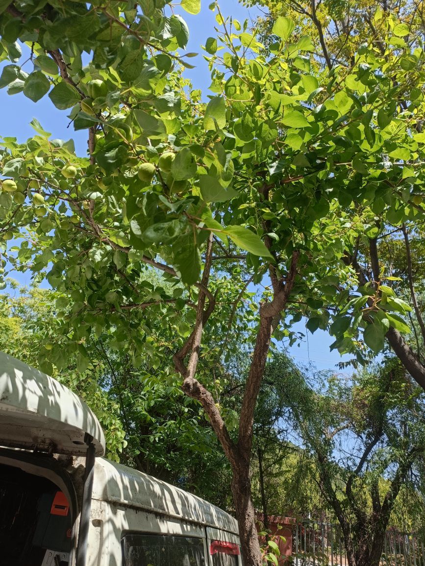 霄骁小校的图片