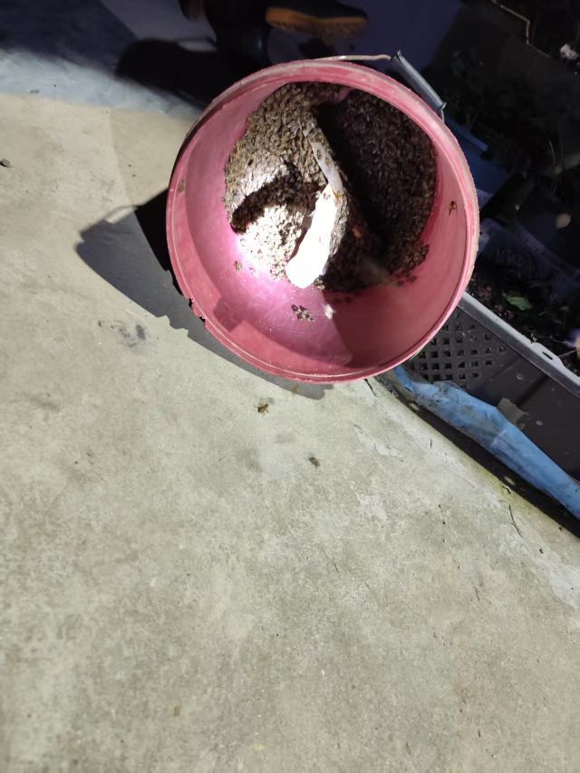 小謝??農村田園生活主播圖片