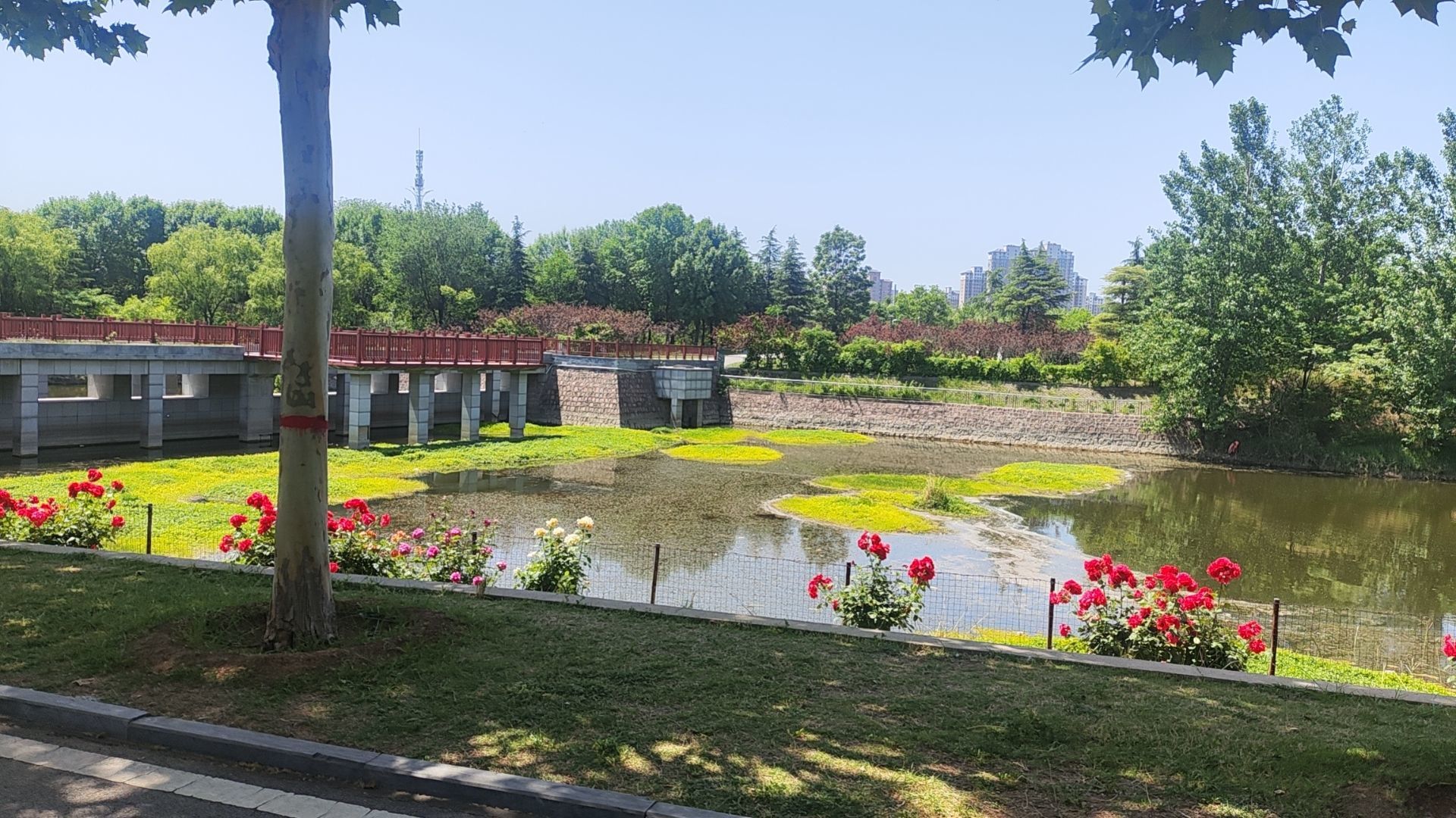 小芳，🌸减肥打卡主播图片