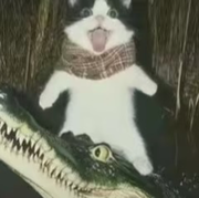 哈哈我都要