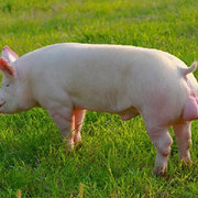 🐷无能