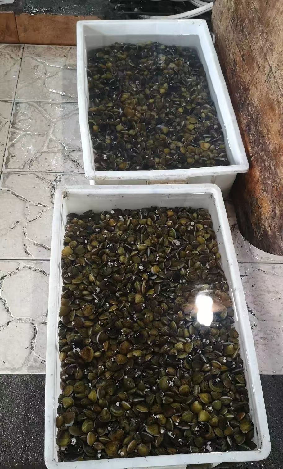 保♂羅主播圖片