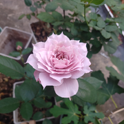 落花丶无声的头像