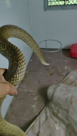 保♂罗主播照片