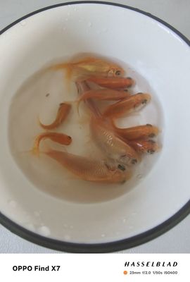 聆听~有个二十冠的梦主播照片