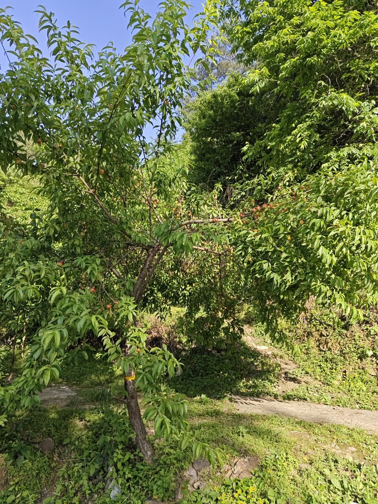 洛兜兜加油的图片