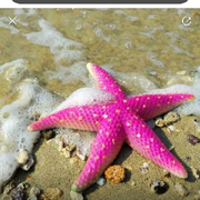 海里的海星