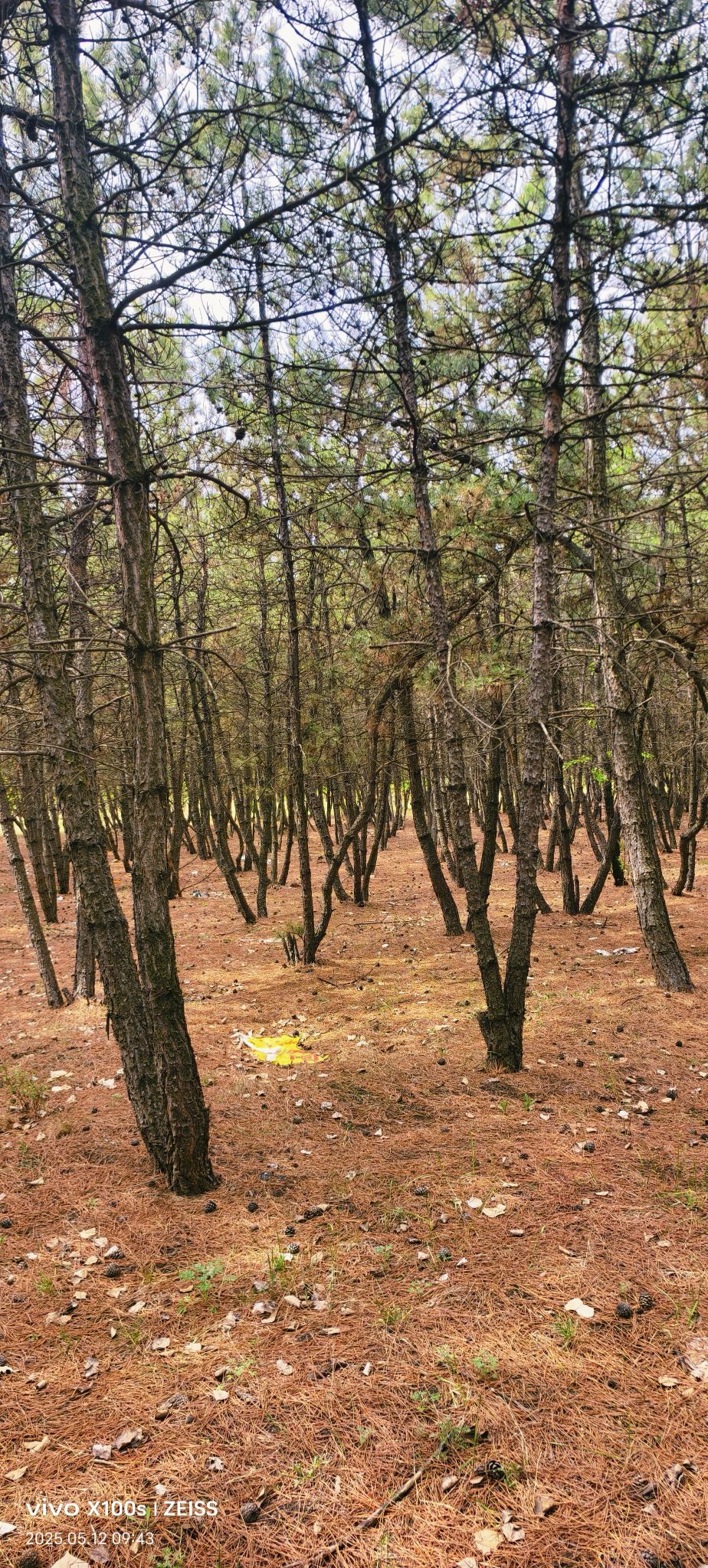 妞妞骑行全国的图片