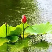 🌸兰亭别序🌸