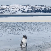 z我的猫