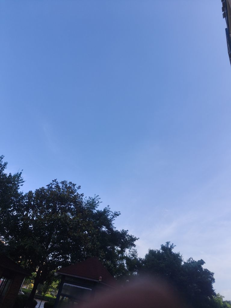 捣蛋小笠原杂色林鸽的图片