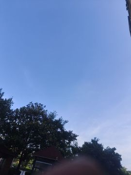 捣蛋小笠原杂色林鸽主播照片