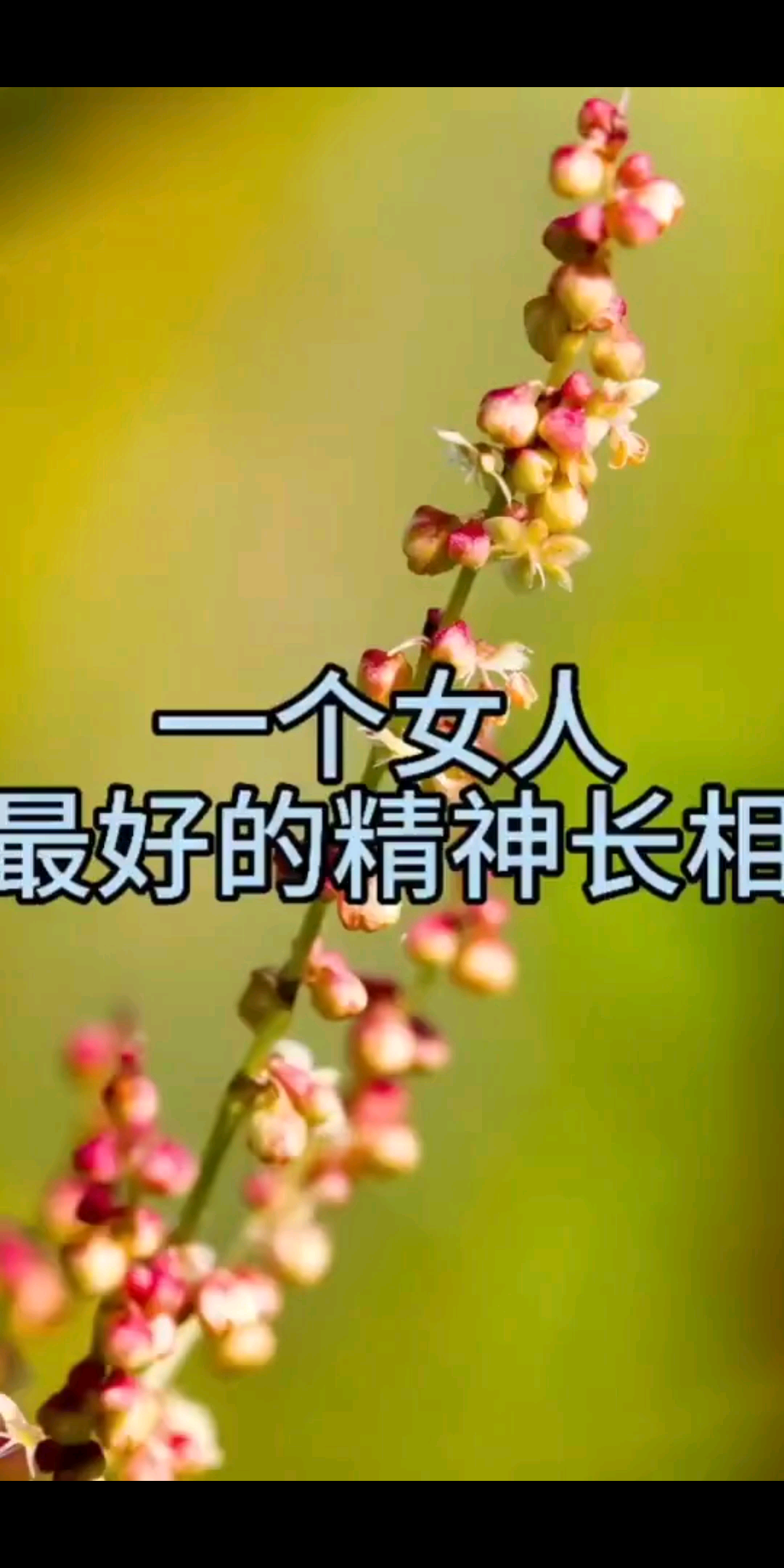 淡如菊