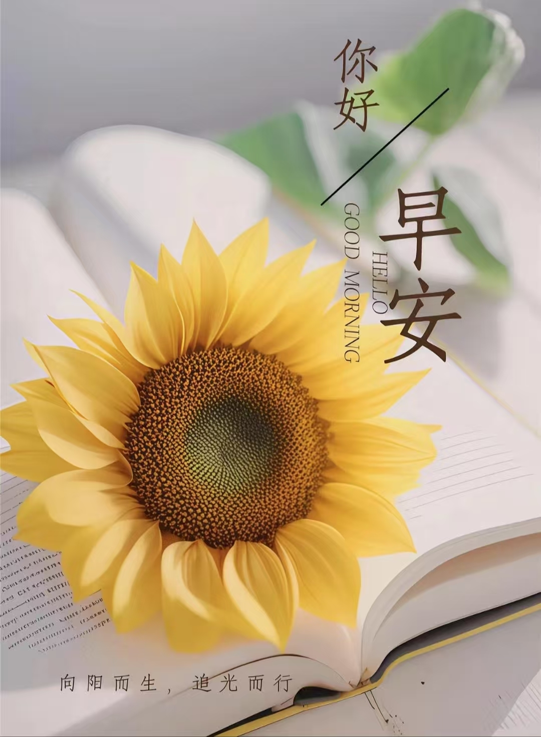 倾颜🐾挣点币子吧主播图片