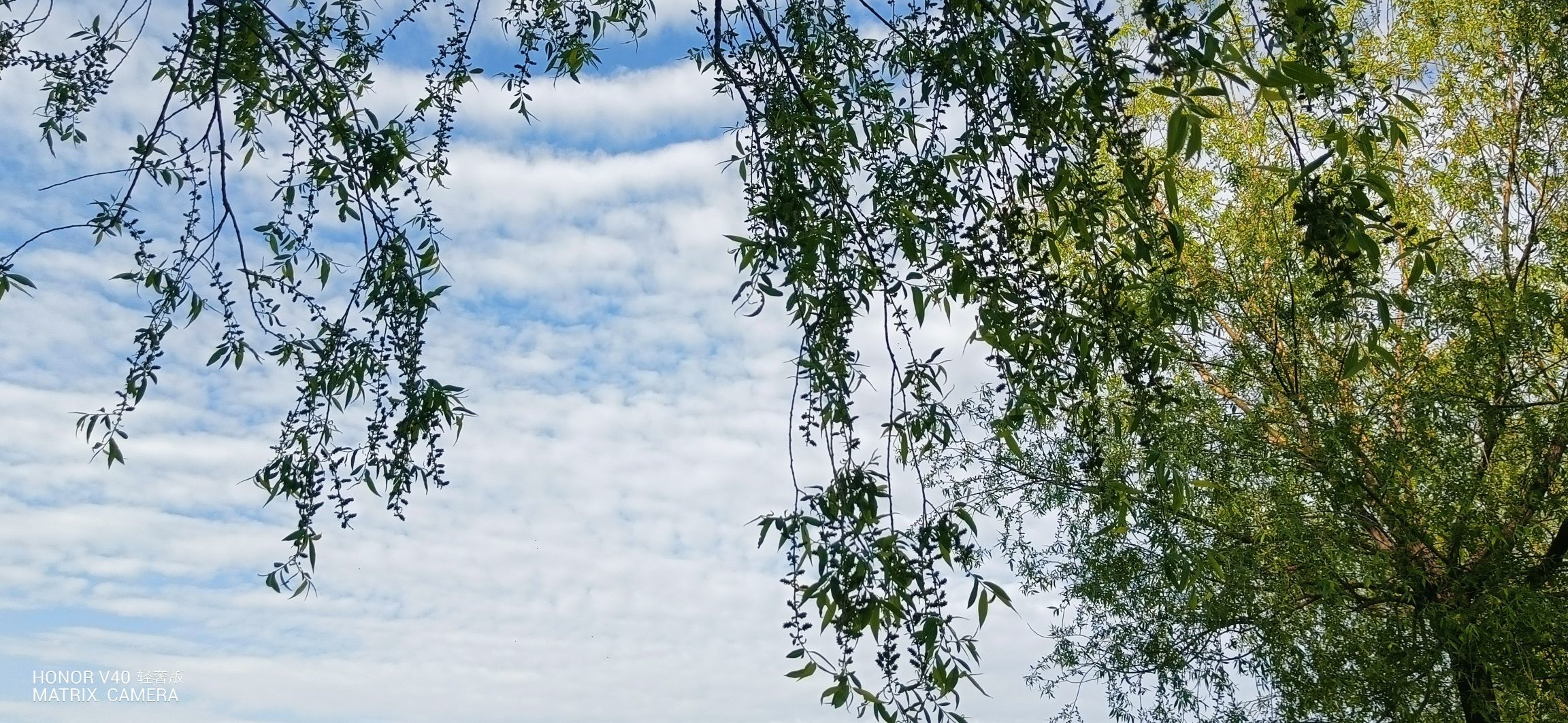 嗨，乔小乔求宠主播图片