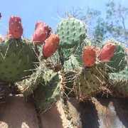 🌵過客
