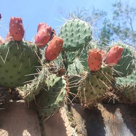 🌵過客海报