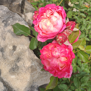 简单点453