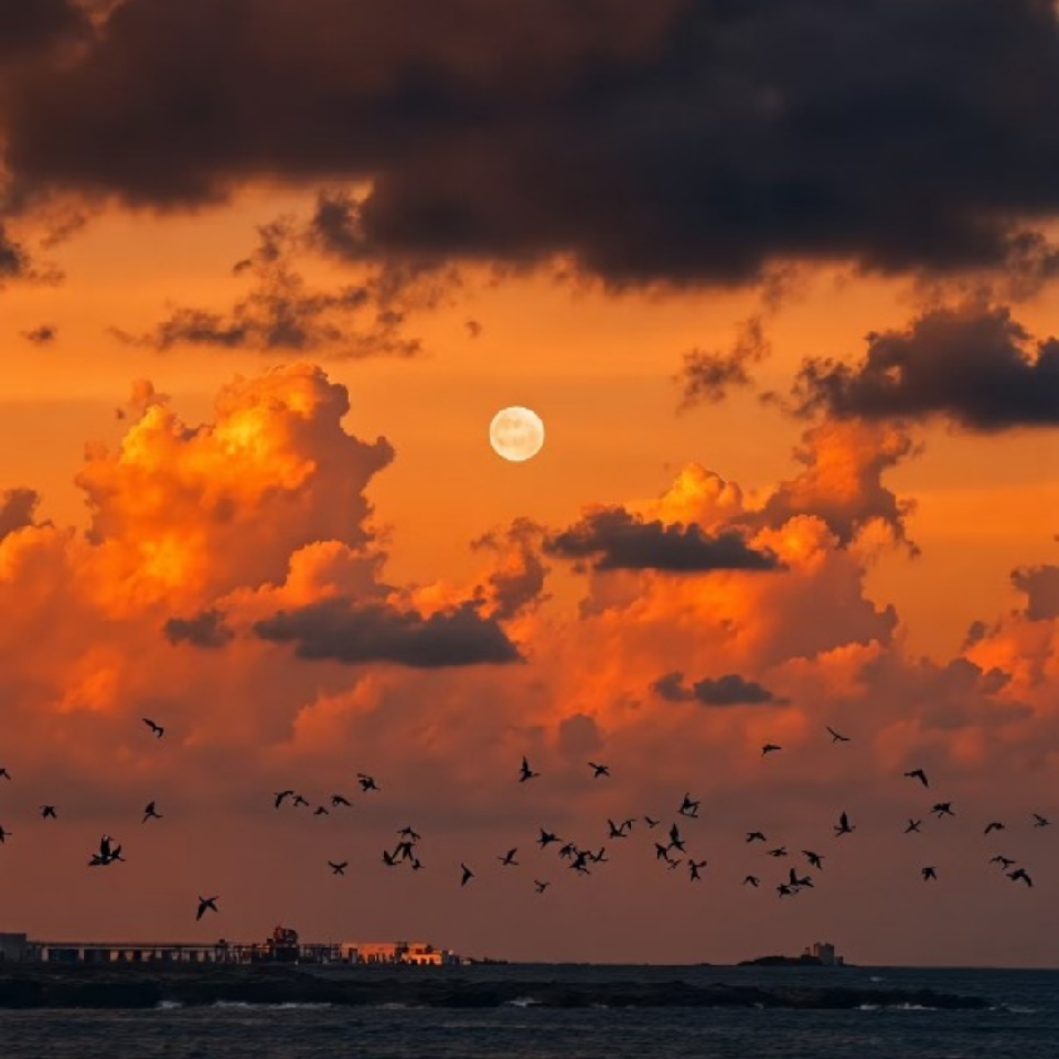 月挽浮生梦繁芜.海报