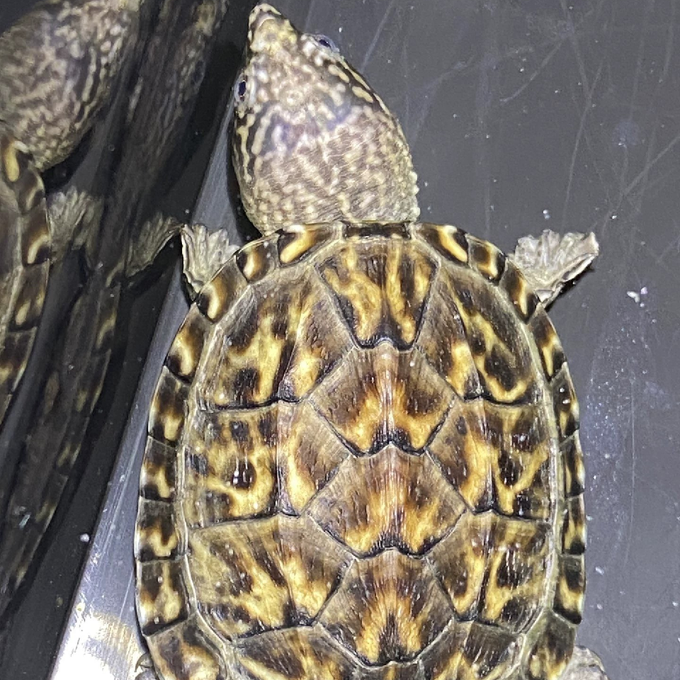 一如既往i31海报