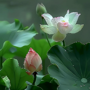 Vip.✨荷花池