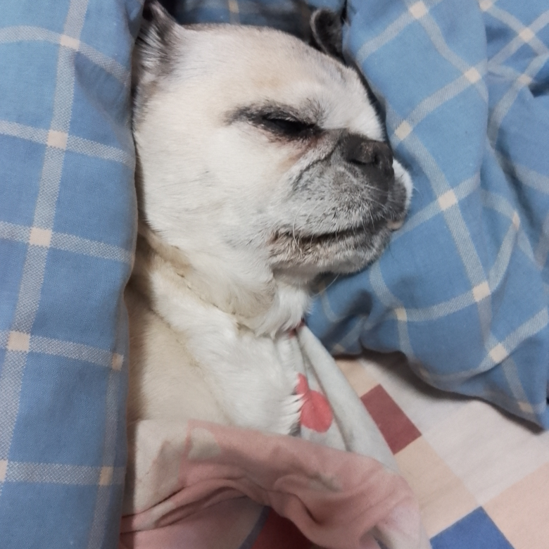 伊🔥凡🔥阿分达海报