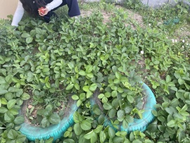 西湖龙井🌲否极泰来主播照片