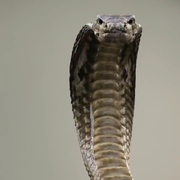 本专搞🐍蛇✲黄珊❁