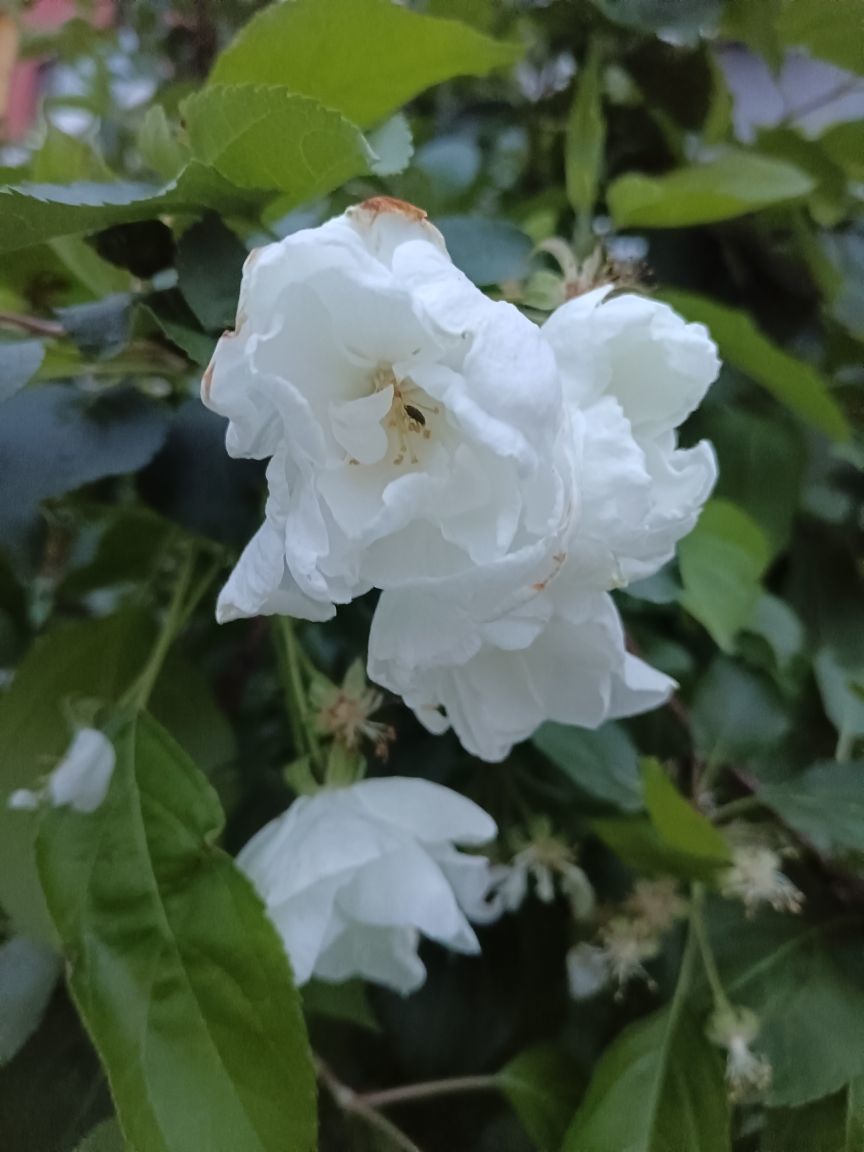粮芯恭贺独狂哥帝圣的图片