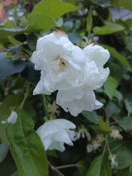 粮芯。钱满满主播照片