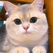 凌晨3点的猫