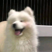 健壮猫头鹰。