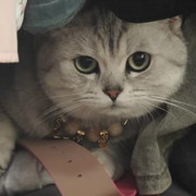 🌈地狱猫💫